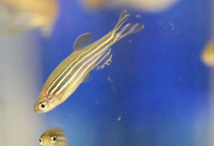 zebrafish