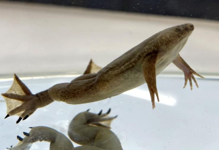 Xenopus