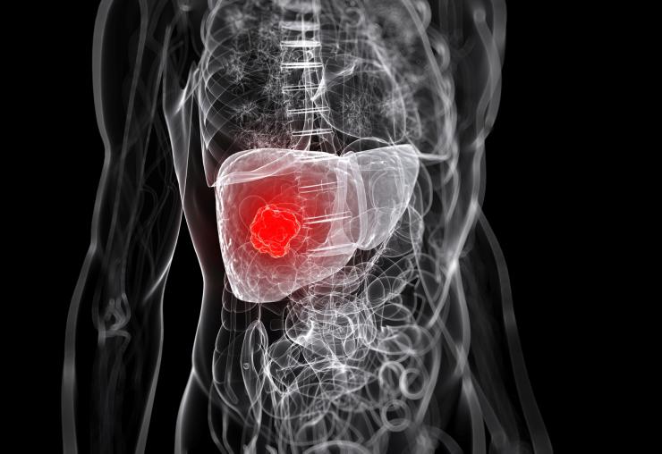 Liver